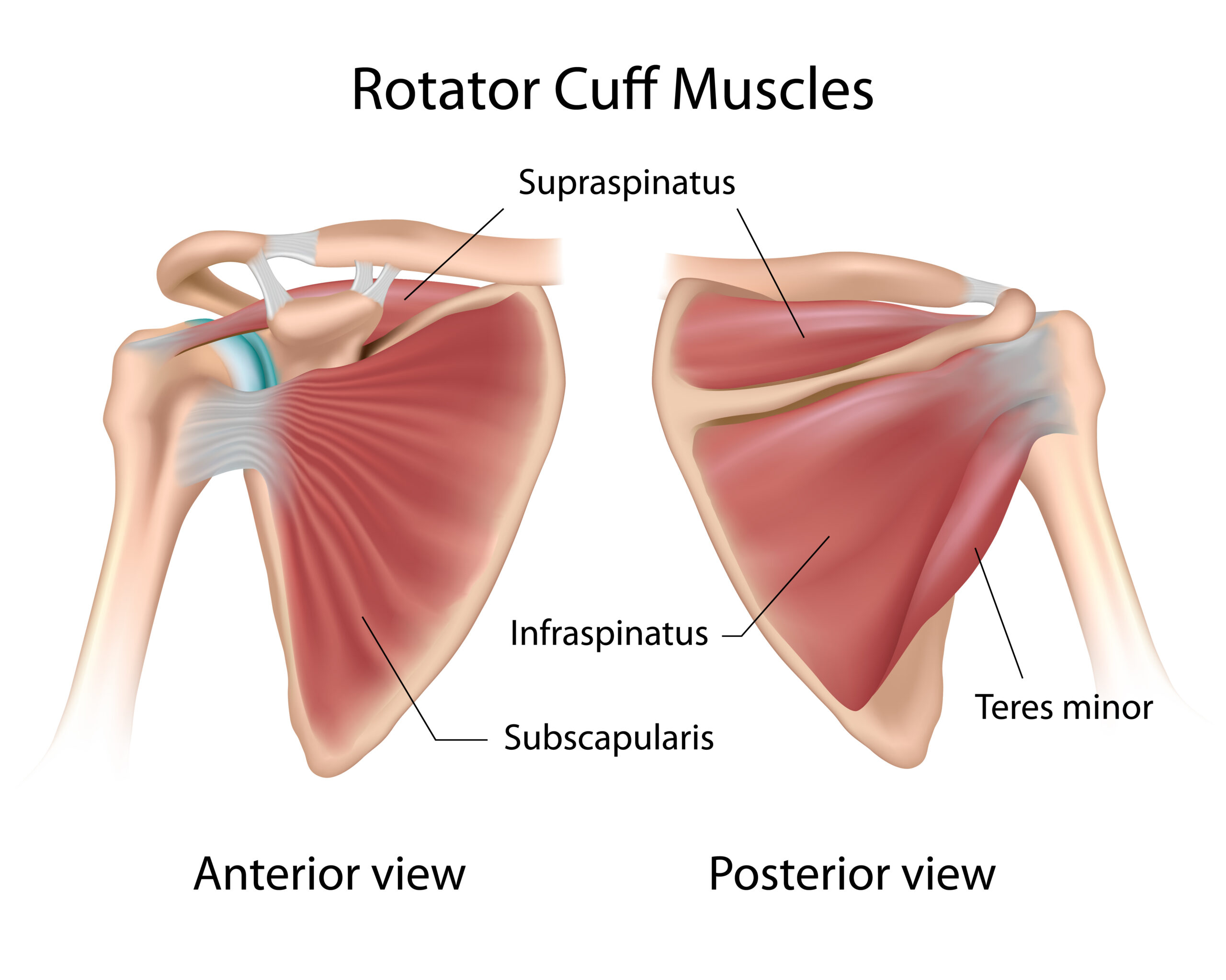 The Rotator Cuff Taylor Osteopathy